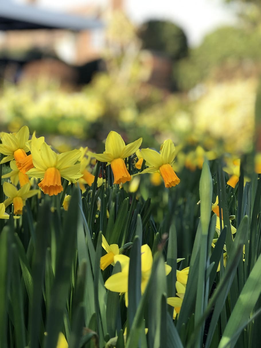 daffodils, spring, yellow, bokeh, plant, growth, flower, flowering plant, beauty in nature, field