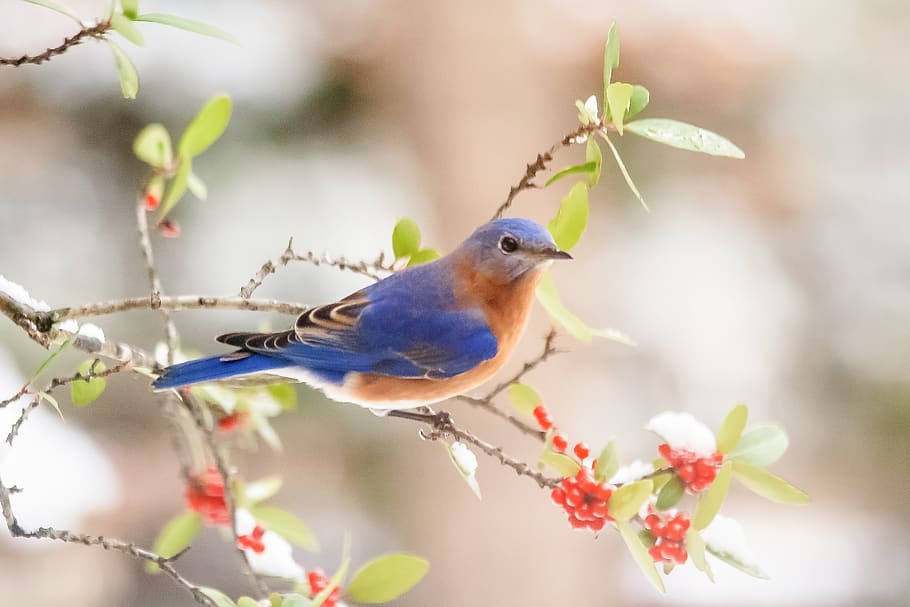 bluebird, berries, snow, winter, nature, branches, berry, animal themes, animal, bird