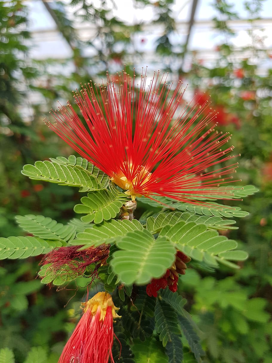 calliandra tweedii, powder puff shrub, red, brazilian, blossom, bloom, exotic, plant, growth, beauty in nature