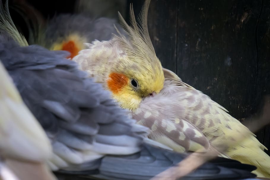 cockatiel, parakeet, bird, spring bonnet, sleep, rest, zoo, animal themes, animal, vertebrate