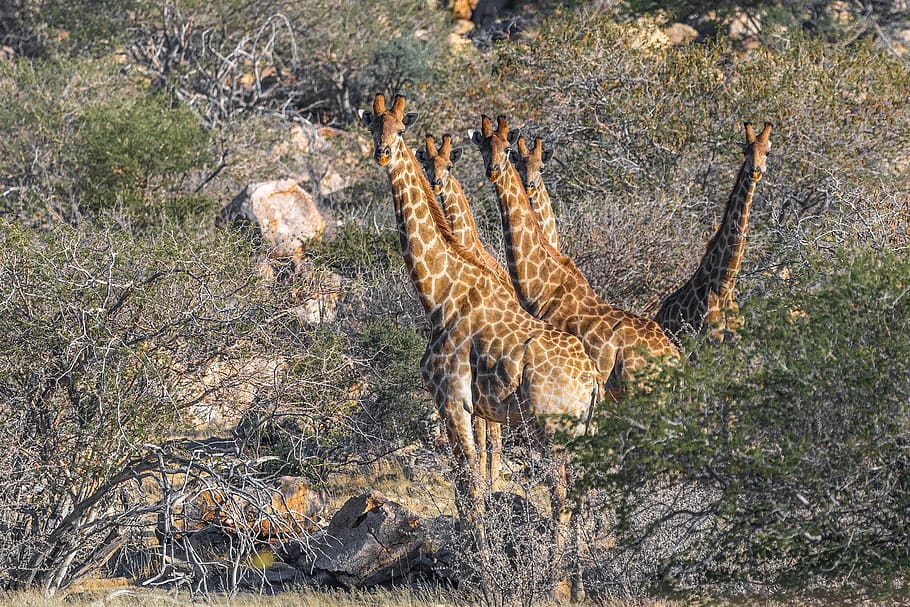 jirafa, namibia, áfrica, naturaleza, mamífero, paisaje, animal, desierto de heiss, namib, karg