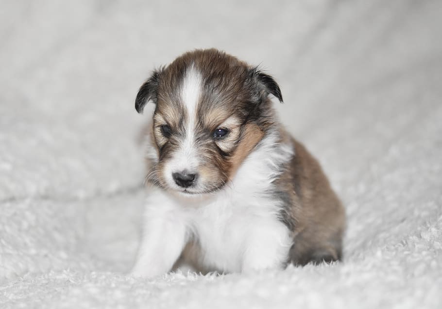 puppy, puppy shetland sheepdog, puppy sitting, dog, pup, animal, cute, adorable dog, doggy, one animal