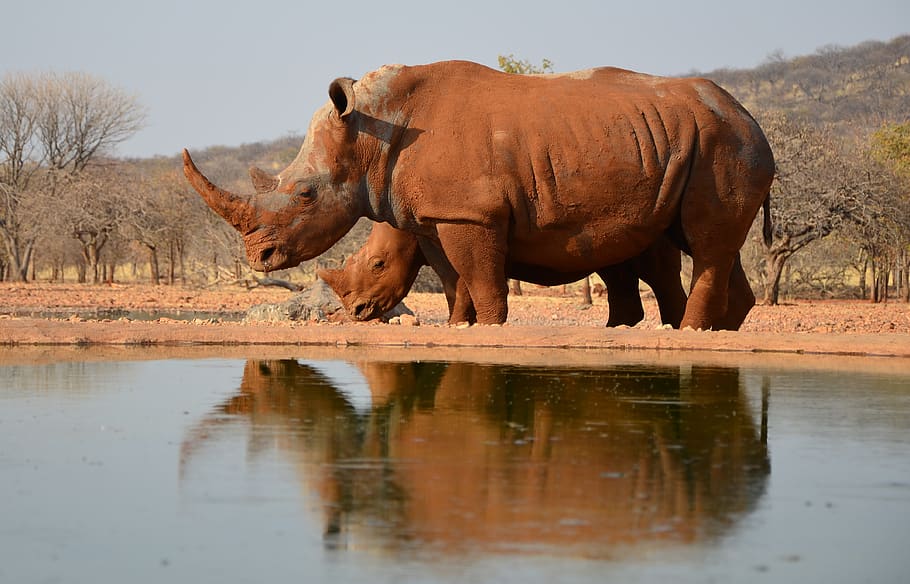 rhino, africa, animal, namibia, endangered, mammal, animal themes, water, lake, reflection