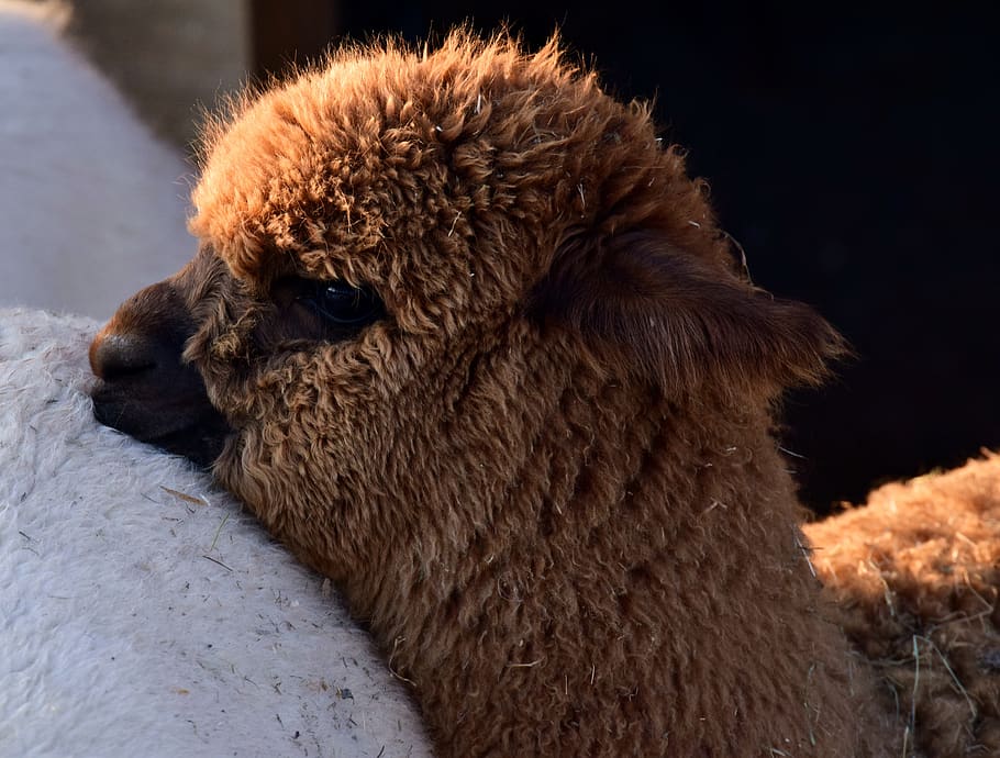 alpaca, animal, white, female, fluffy, fur, head, eyes, snout, close up