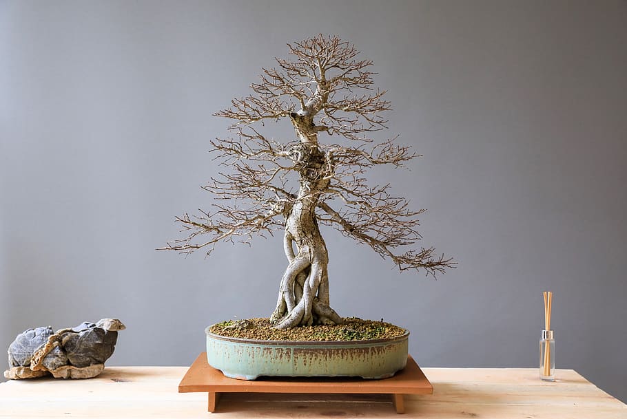 bonsai, elm bonsai, elm, wood, plant, art, japan culture, culture, horticulture, tree