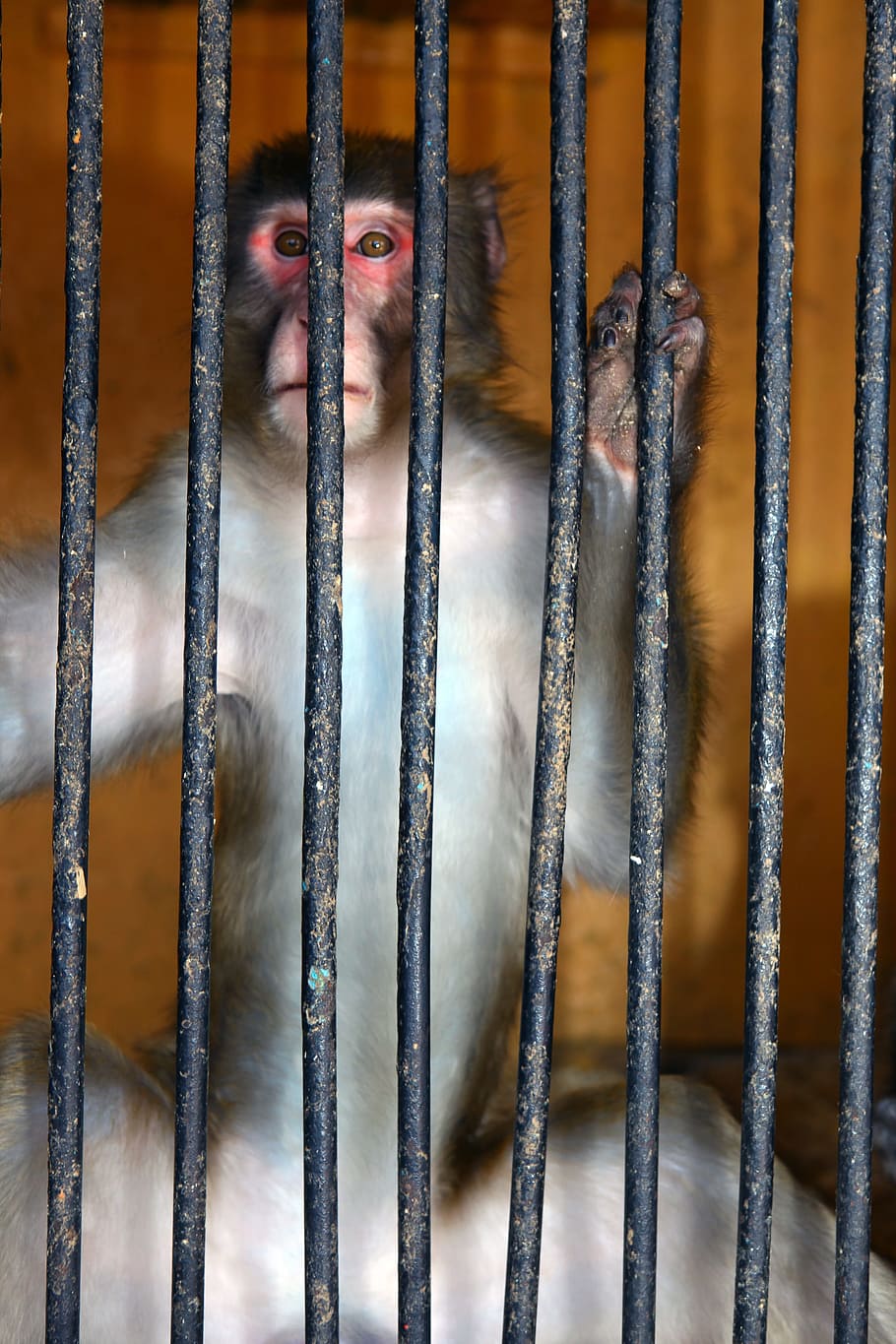 animal, ape, cage, canine, captivity, cell, depression, despair, disappointment, escape