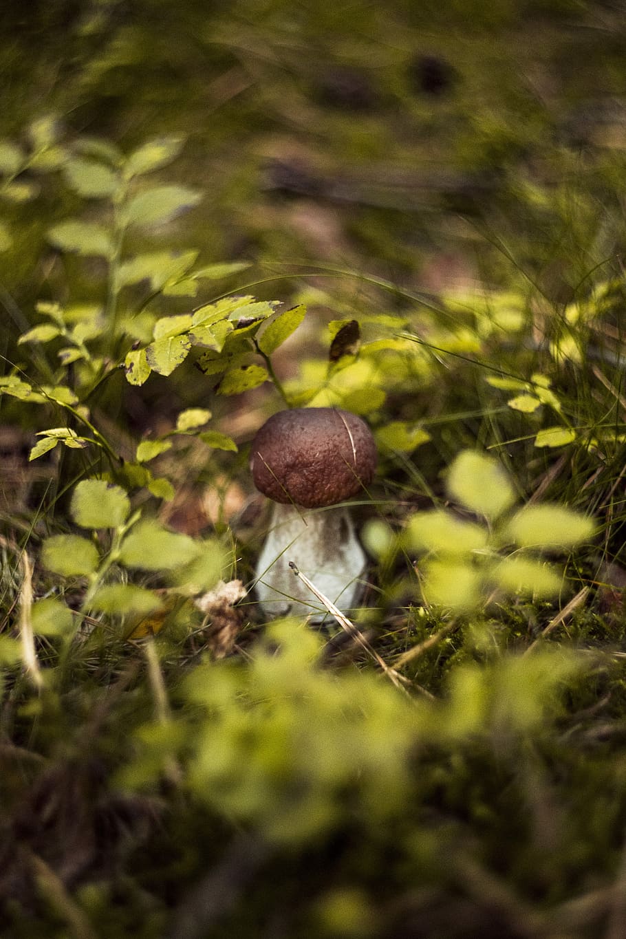 fungus, forest, day, autumn, mushrooms, red, toxic, hat, toadstool, edible