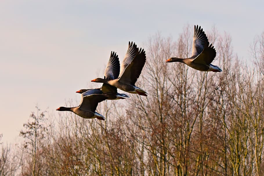 goose, water bird, flight, flying, wing, plumage, bill, wildlife, forest, sky
