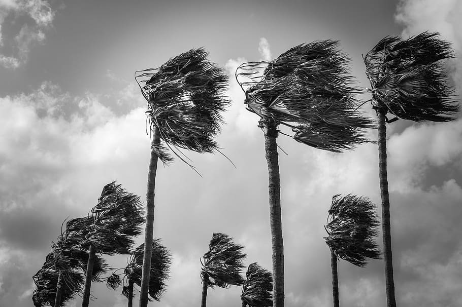 пальмы, ветер, ветрено, погода, природа, ураган, шторм, черный и белый, небо, растение