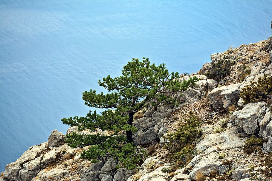 pine tree, rock, tree, sea, mountain, mediterranean, europe, rock - object, solid, water