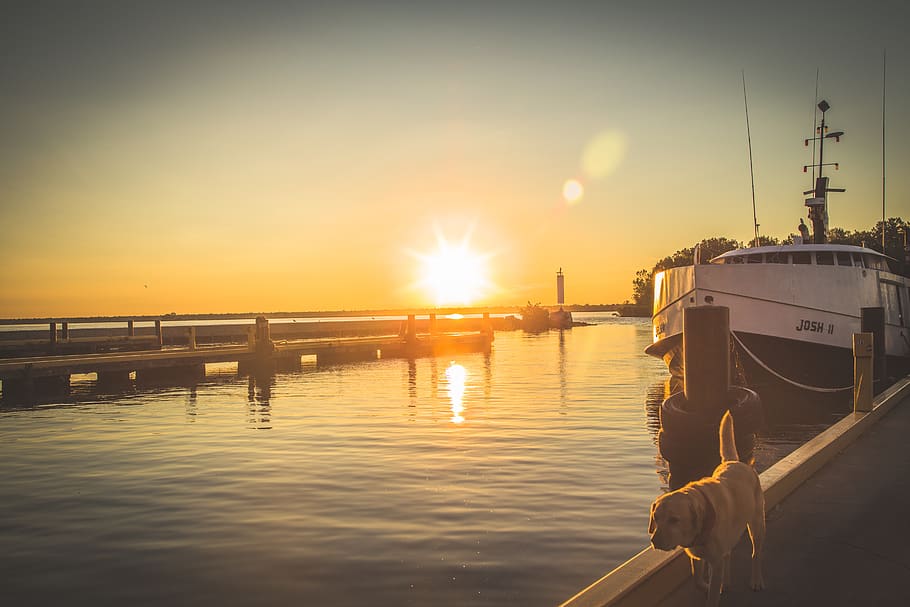 boat, dock, dog, golden lab, yellow, pier, water, lake, morning, outdoors