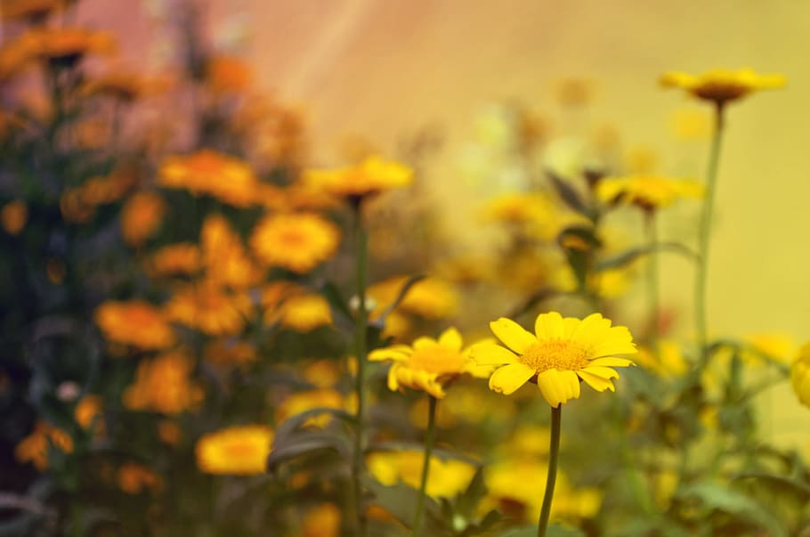 flowers, nature, yellow, flower, plant, freshness, flowering plant, beauty in nature, focus on foreground, close-up