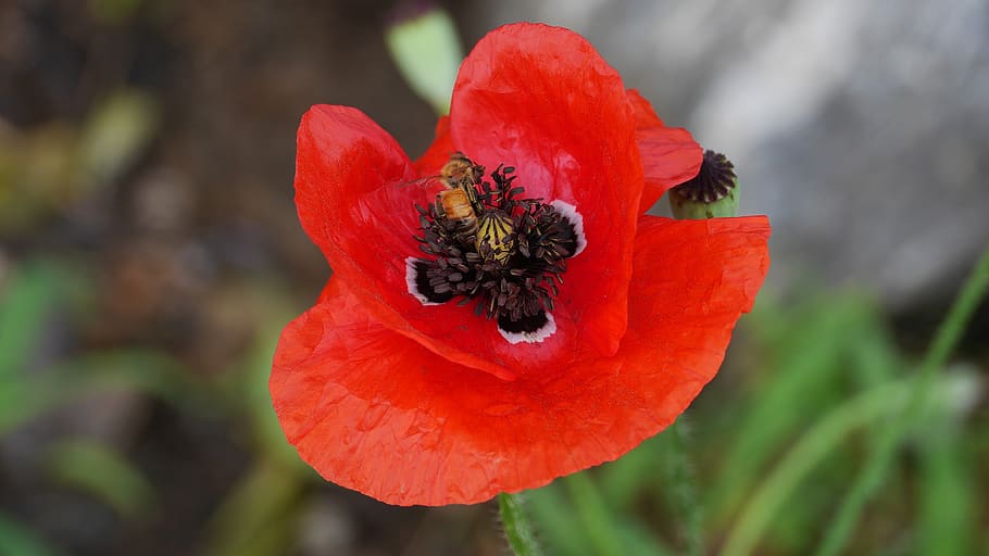 poppy, flowers, nature, plants, red, papaver, beauty, korea, this type, flowering plant