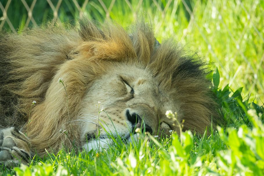 lion, sleeping, relaxed, zoo, animal themes, animal, mammal, feline, cat, grass