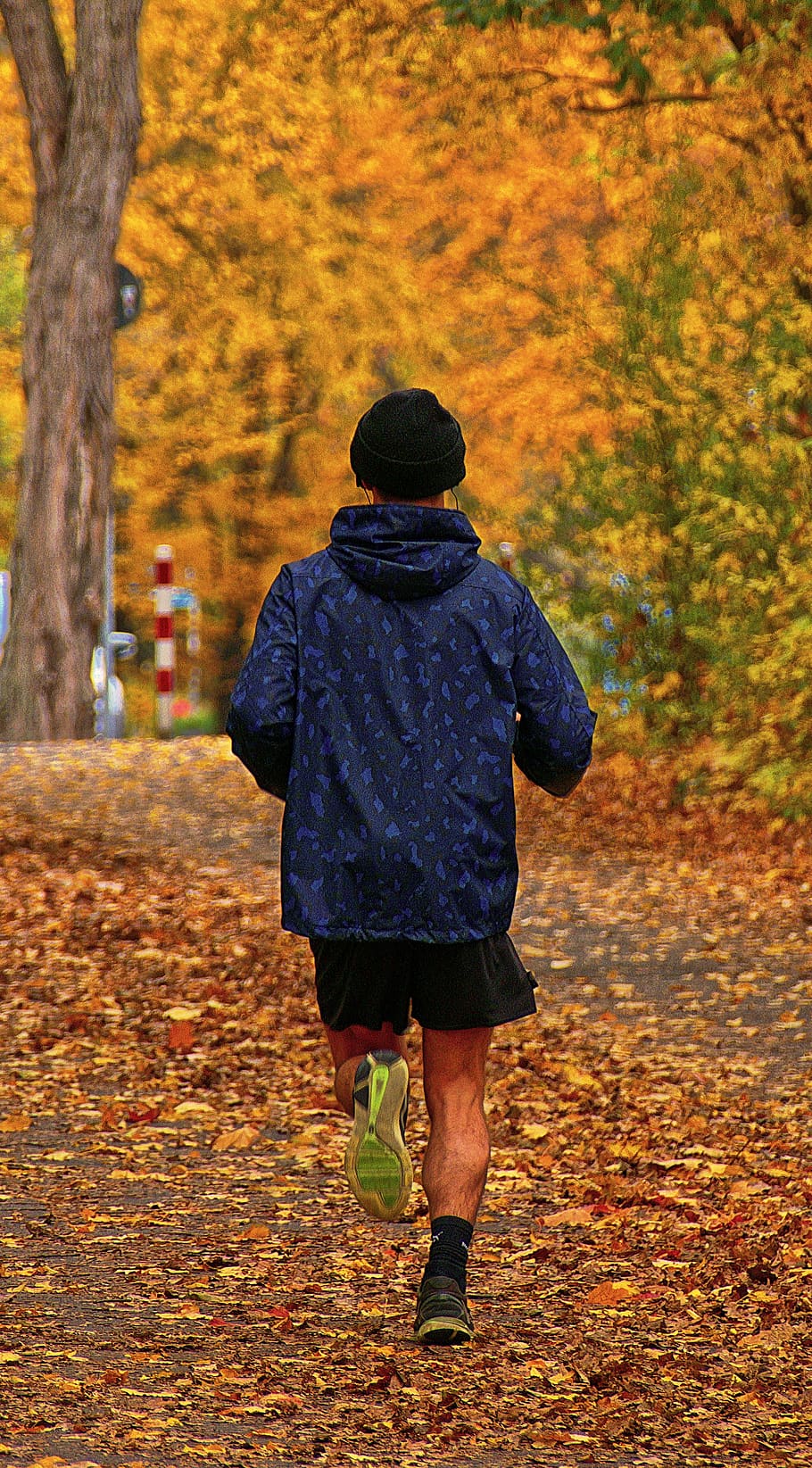 basculador, otoño, parque, correr, hombre, movimiento, trotar, deportivo, mañana, coloración de la hoja