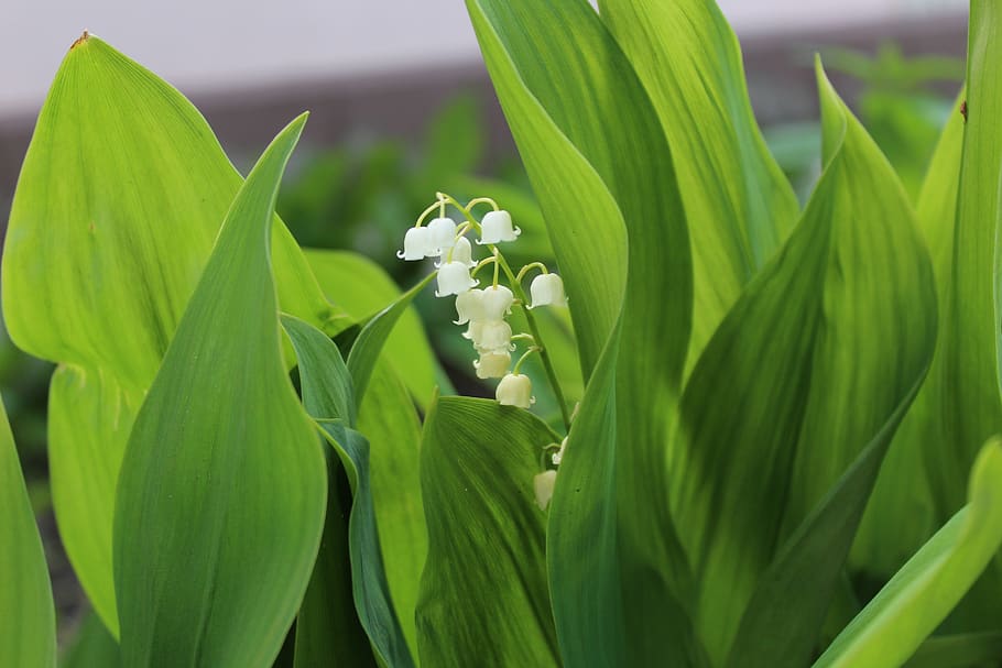 lily of the valley, green leaves wide, spring, plant, garden, flowers, flora, nature, bright, growth