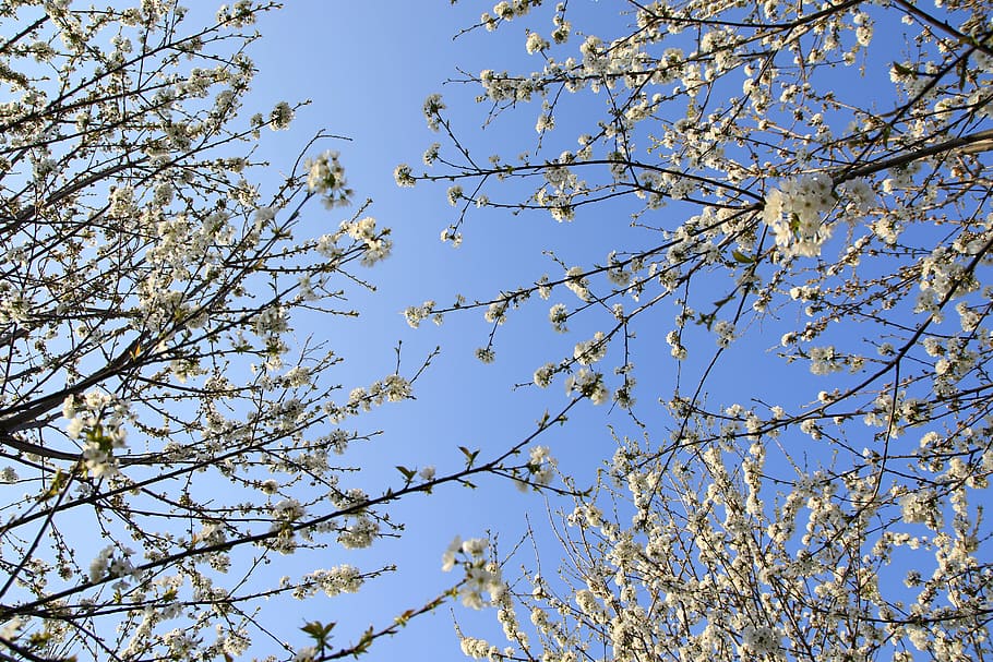 flores, blanco, casey, árbol, primavera, naturaleza, agradable, cielo, vista de ángulo bajo, planta