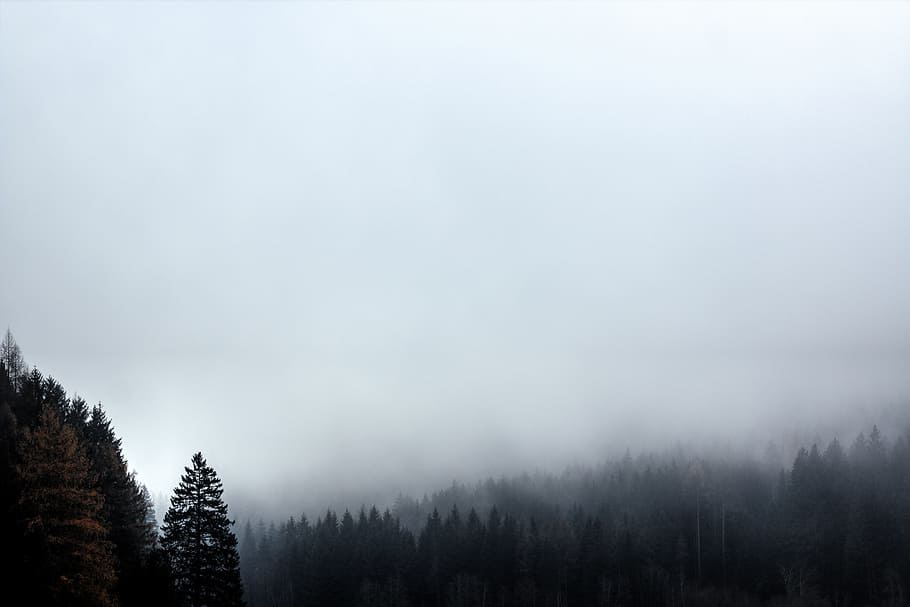 black, fog, forest, gray, hills, mountains, pines, trees, tree, plant