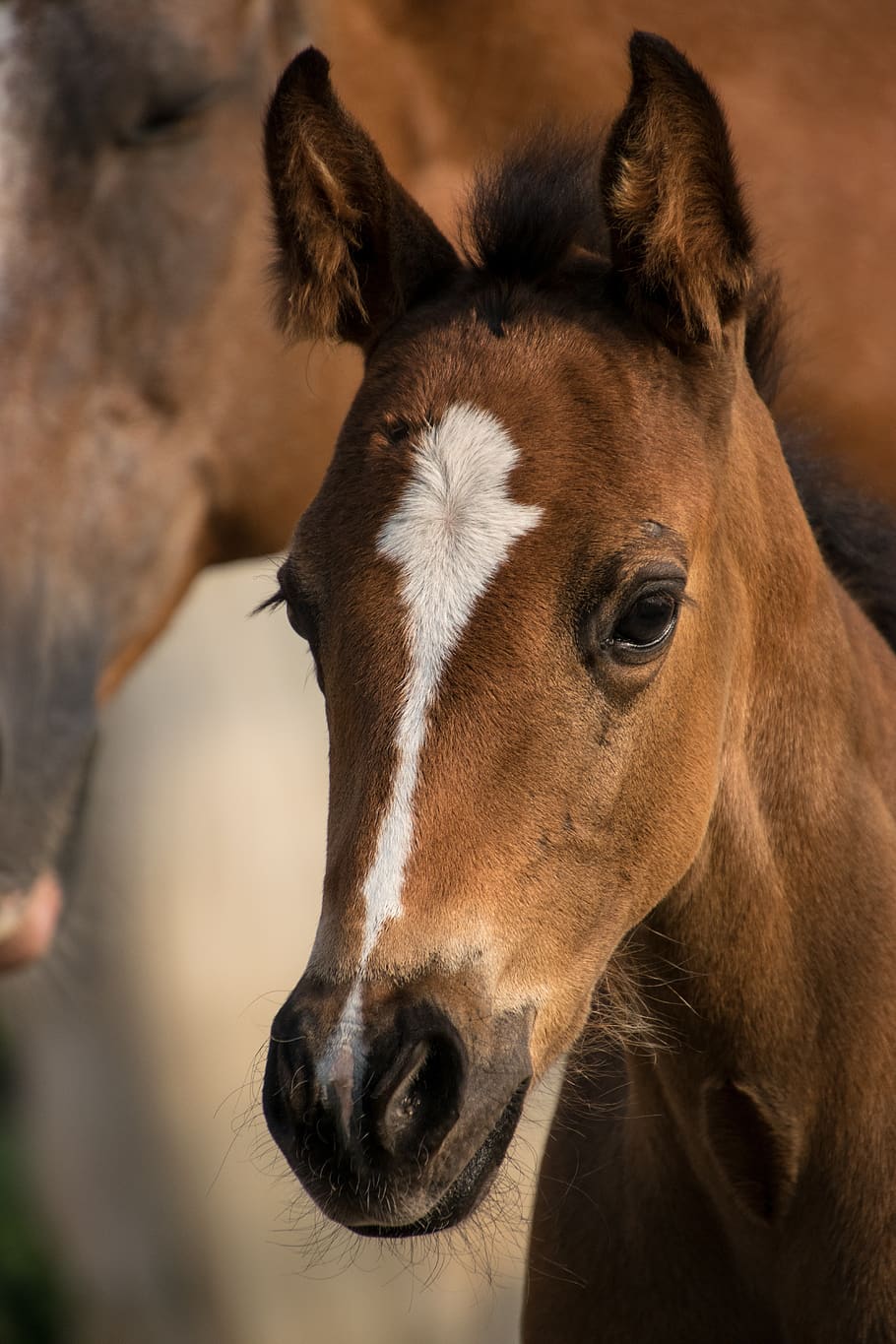 foal, reborn, small, horse, mare, mother, blaze, fur, animal, ride