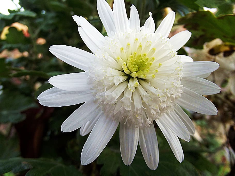 chrysanthemum, crazy daisi double, flower, flowering plant, freshness, plant, close-up, petal, beauty in nature, white color