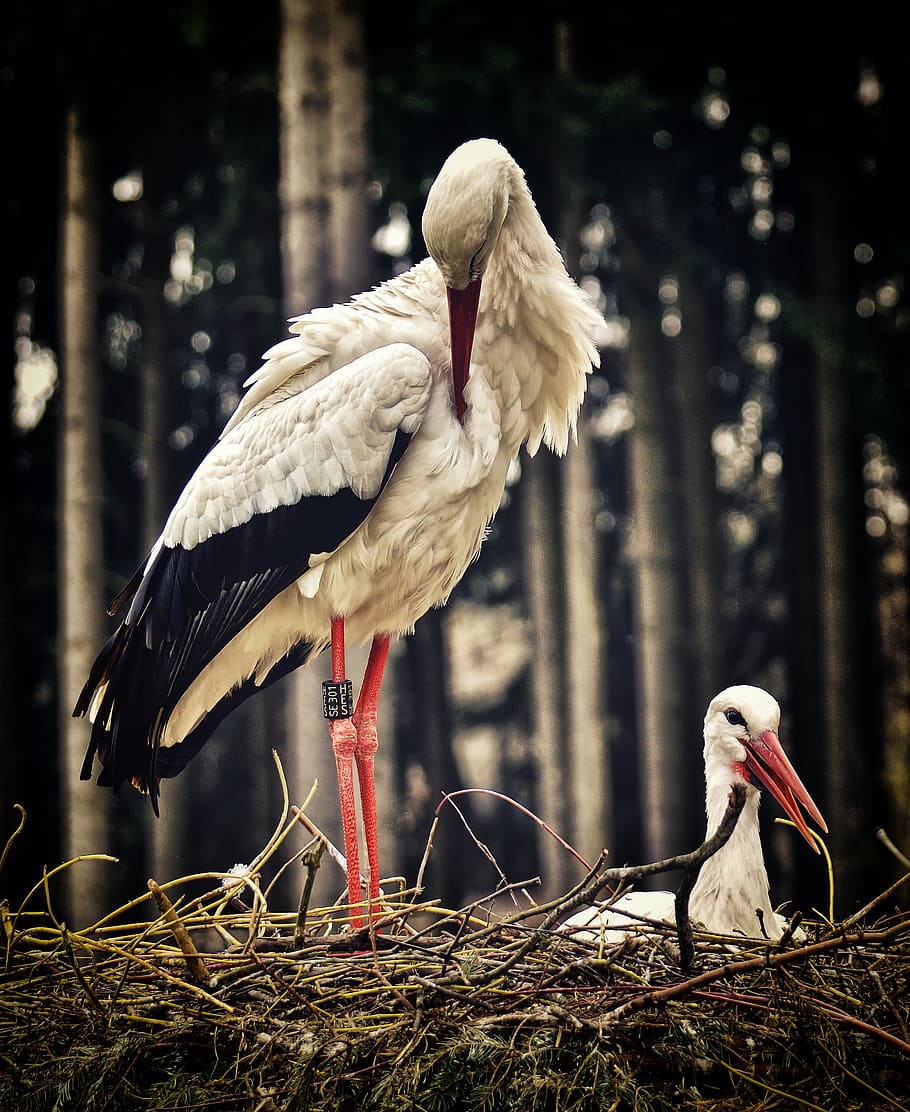 stork, nest building, pair, birds, nest, build a nest, bird, vertebrate, animal, animal themes