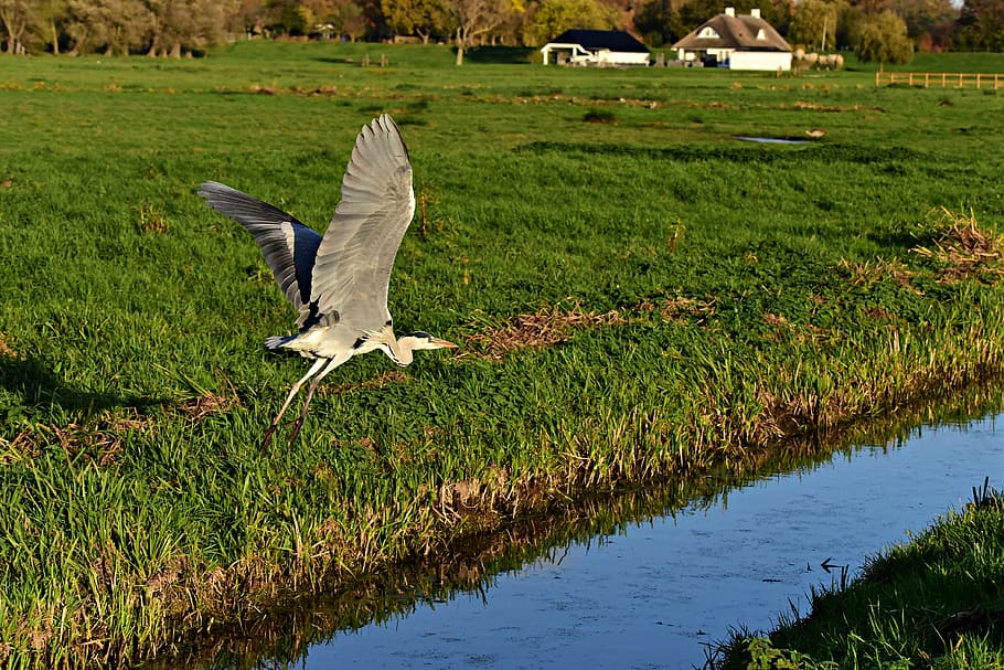 heron, wading bird, flight, wing, plumage, flying, field, ditch, water, farm