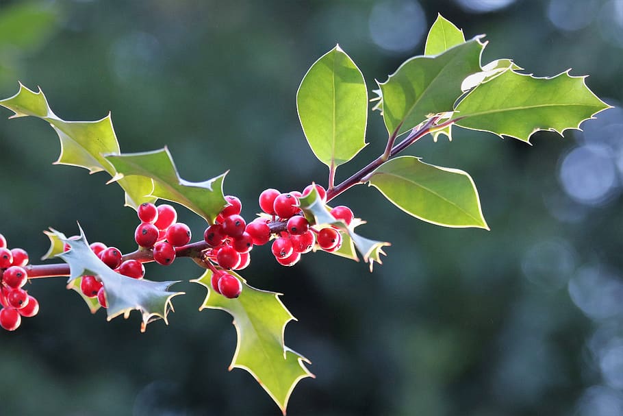 llex aquifolium, common holly, christmas holly, red berries, green leaves, branch, božikovina, winter, nature, outdoor