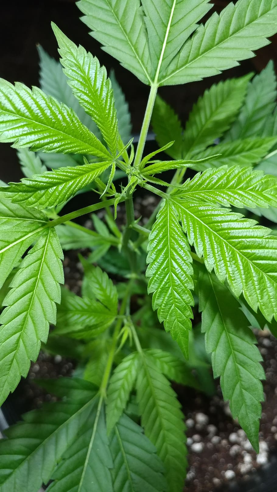 cannabis, marihuana, hoja, hierba, parte de la planta, color verde, crecimiento, planta, primer plano, naturaleza