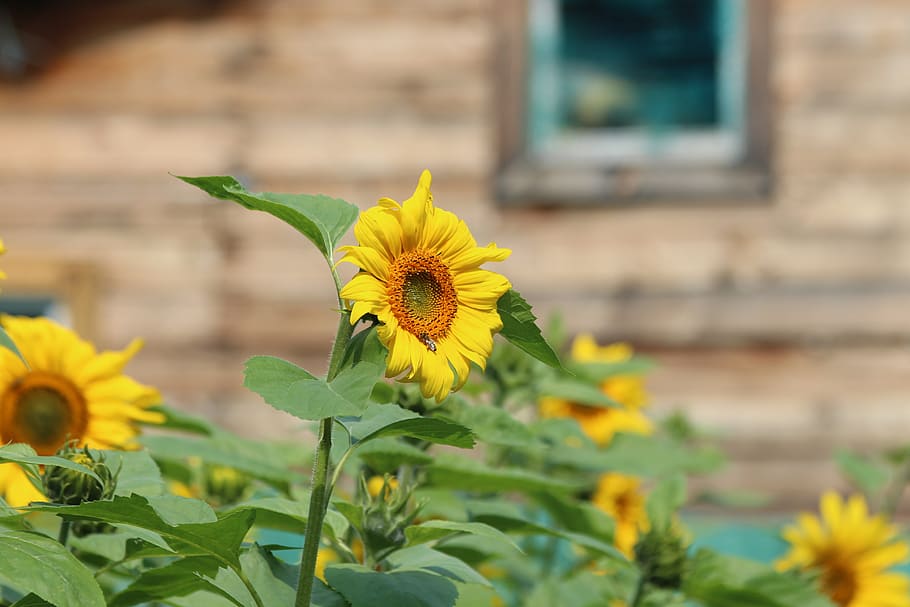 sunflower, sunflowers, plant, flower, summer, yellow, bloom, dacha, vegetable garden, village