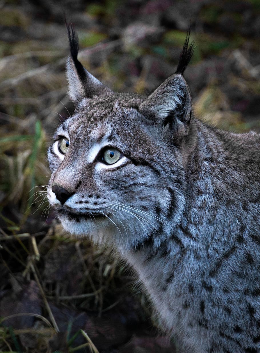 lynx, animal, animal world, nature, cat, wild, predator, mammal, big cat, head