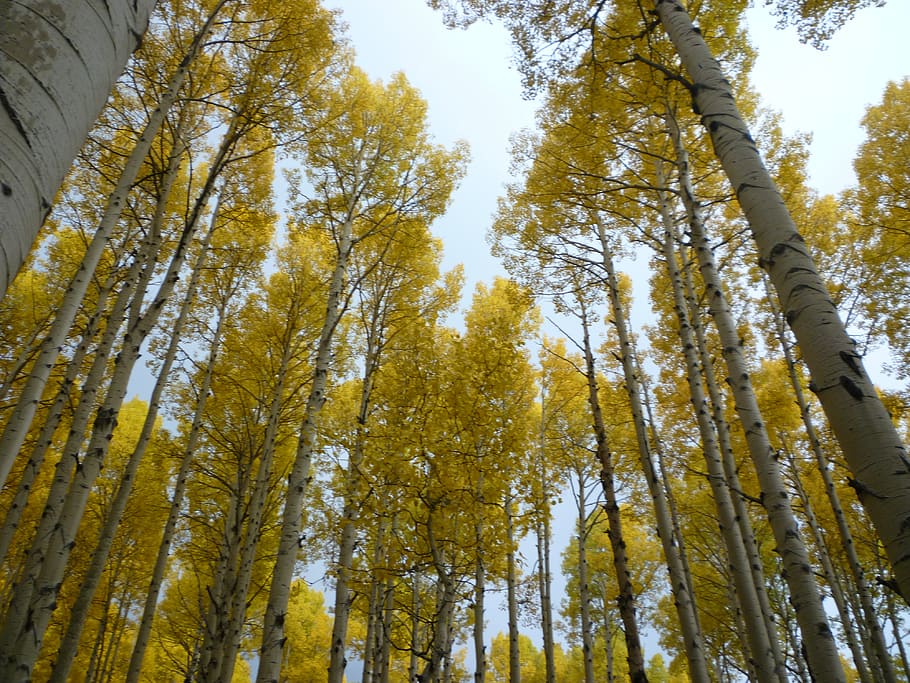 aspen, fall, snowbowl, flagstaff, leaves, beautiful, tree, plant, low angle view, forest
