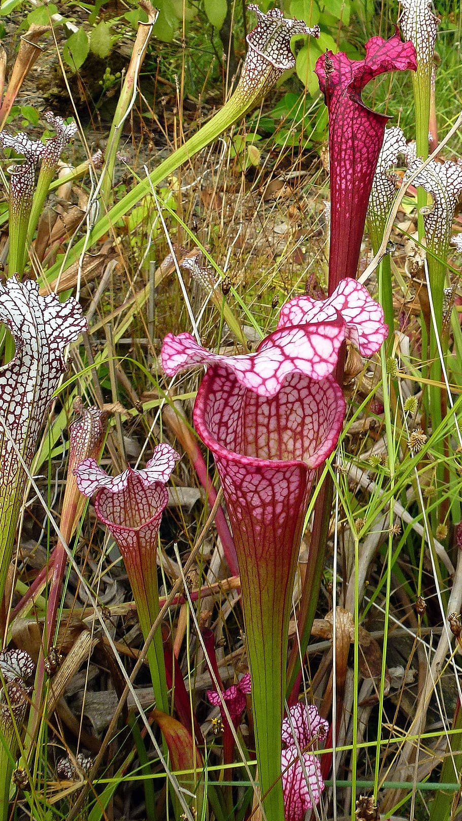 red, white, pitcher plants, growing, bog, greenhouse., pitcher plant, carnivorous plants, fly trap plant, fly eating plants