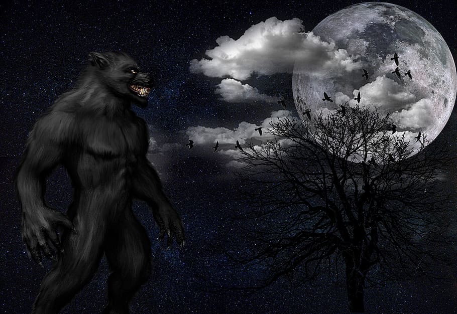 binatang menyusui, kegelapan, alam, rahasia, seni, manusia serigala, gaib, mistik, bulan, cahaya bulan