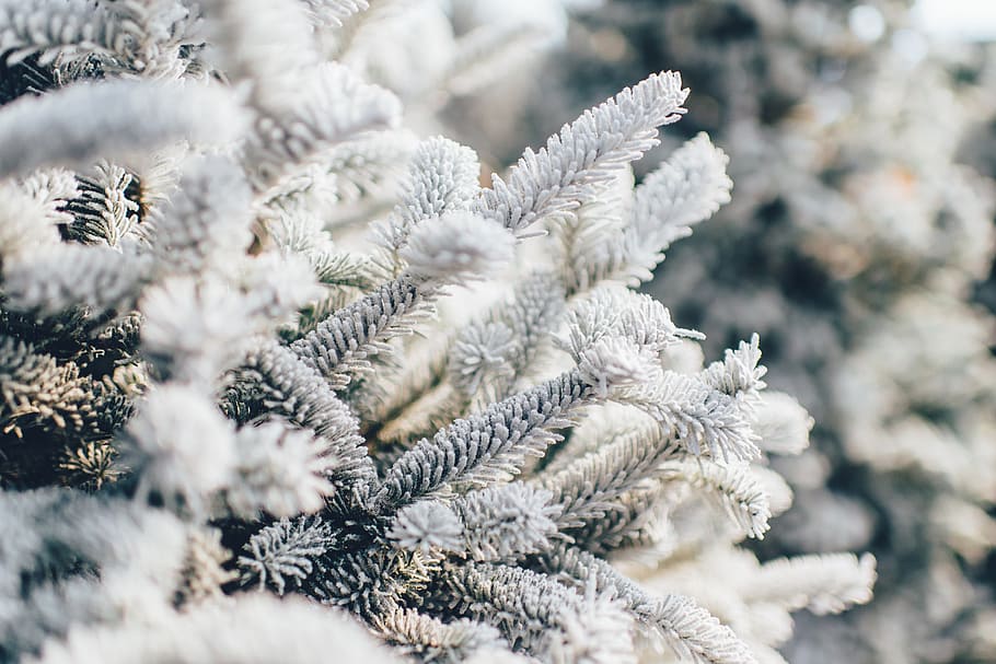 tree, nature, pine, winter, white, bokeh, outdoors, cold temperature, snow, close-up
