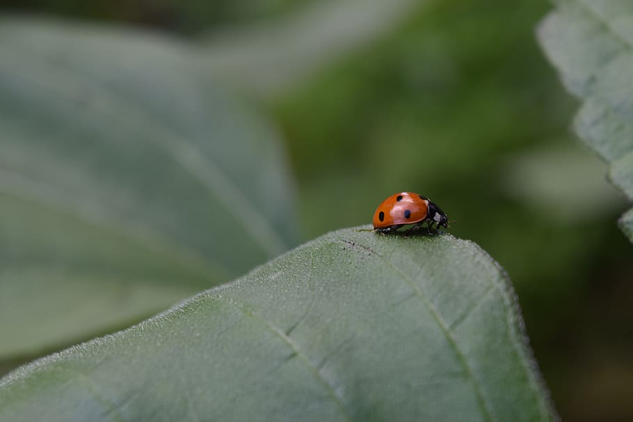 ladybug, kumbang, siebenpunkt, pesona keberuntungan, serangga, makro, invertebrata, hewan di alam liar, satwa liar hewan, satu binatang