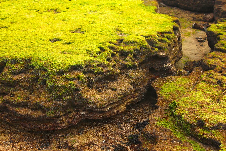 coastal, rock, moss, seascape, serene, the nature of the, green, plant, growth, green color