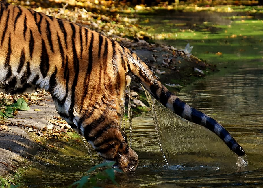 tiger, predator, water, rump, tail, fur, beautiful, dangerous, big cat, animal world
