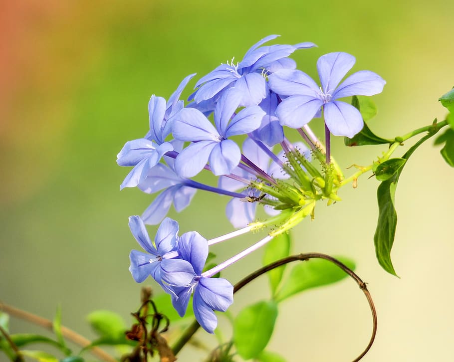 flor azul dan, flor, planta, naturaleza, floración, azul verde, flores, luz, natural, hua xie