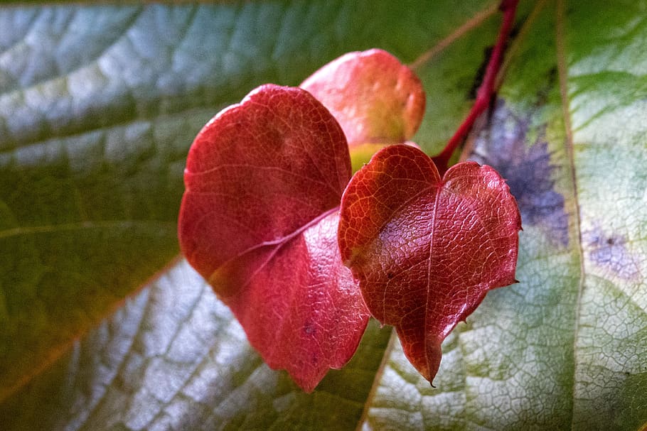 ivy, autumn, red, heart, leaf, leaves, emerge, plant, plant part, close-up