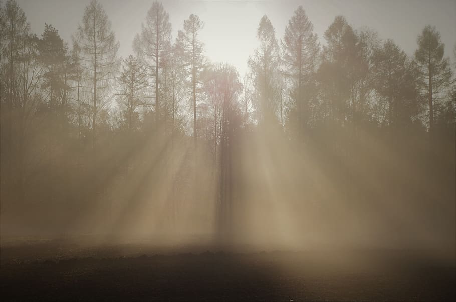 the fog, nature, the dawn family, haze, at the court of, tree, fog, plant, tranquility, forest