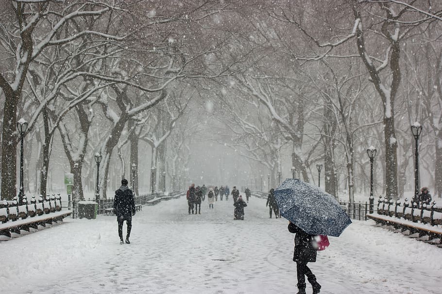 invierno, parque, frío, nieve, árboles, urbano, Nueva York, paisaje, escénico, escena