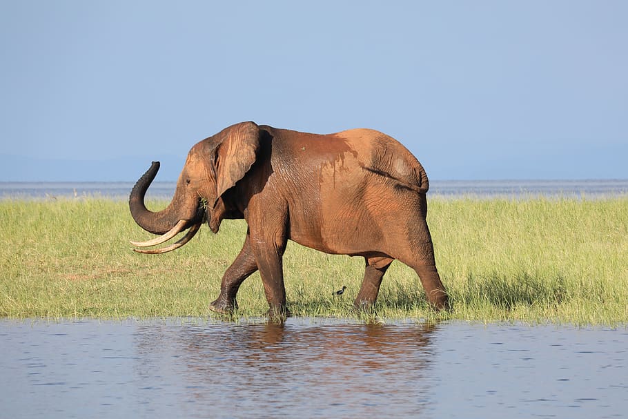 elephant, zimbabwe, safari, conservation, wild, wildlife, animal, animal themes, mammal, one animal