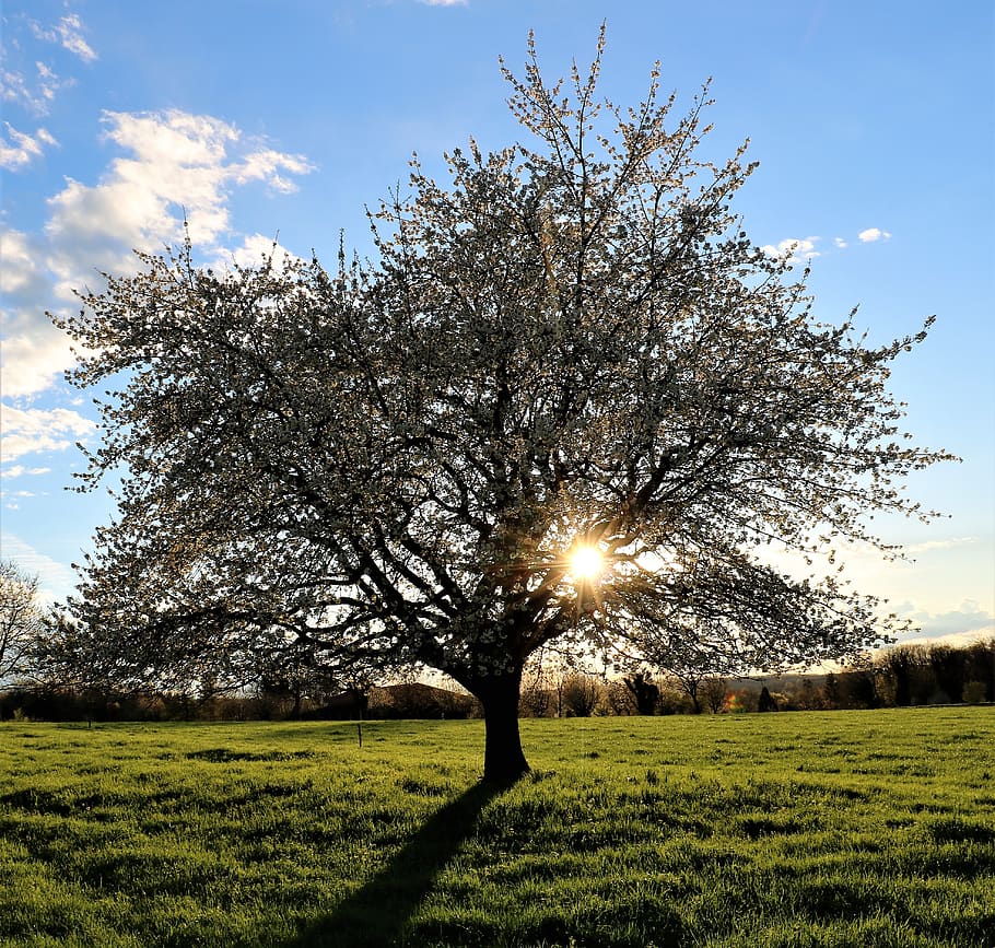 árbol, primavera, tierra, naturaleza, flor de cerezo, cerezo, blanco,  floración, paisaje, verano | Pxfuel