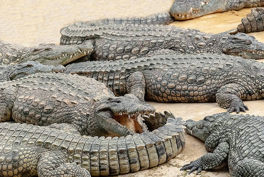 crocodile, reptile, tortie, scaly, creature, nature, green, head, tropical, animals