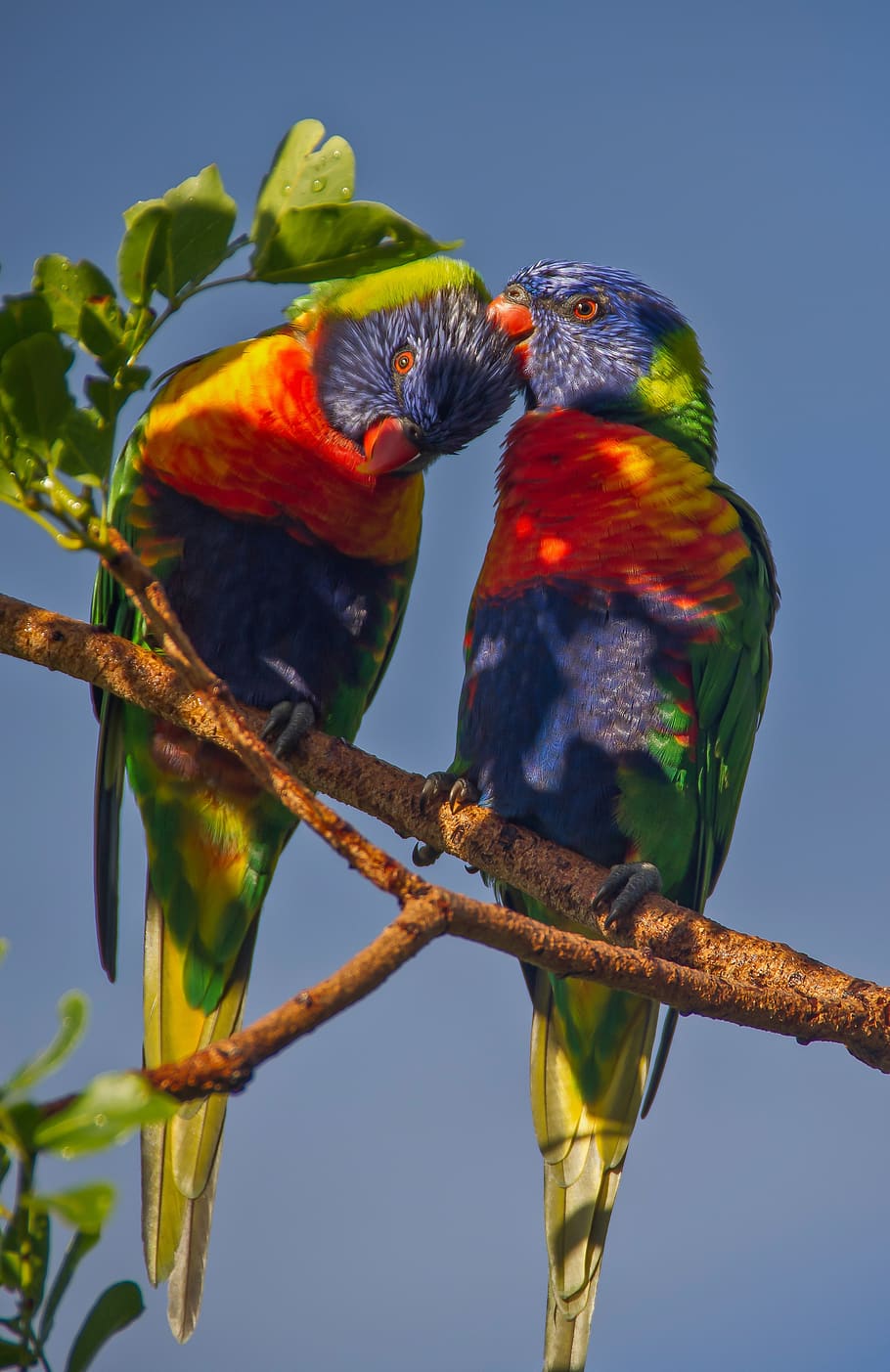 rainbow lorikeets, parrots, two, colourful, birds, queensland, australia, wild, branch, twig