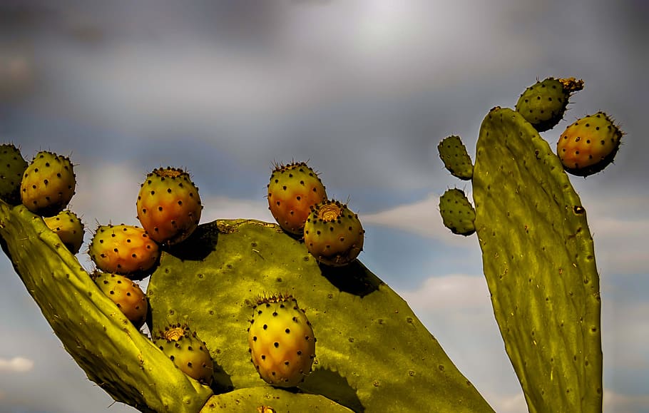 prickly pears, prickly pear, prickly pear cactus, fruit, food, cactus, succulent plant, plant, beauty in nature, nature