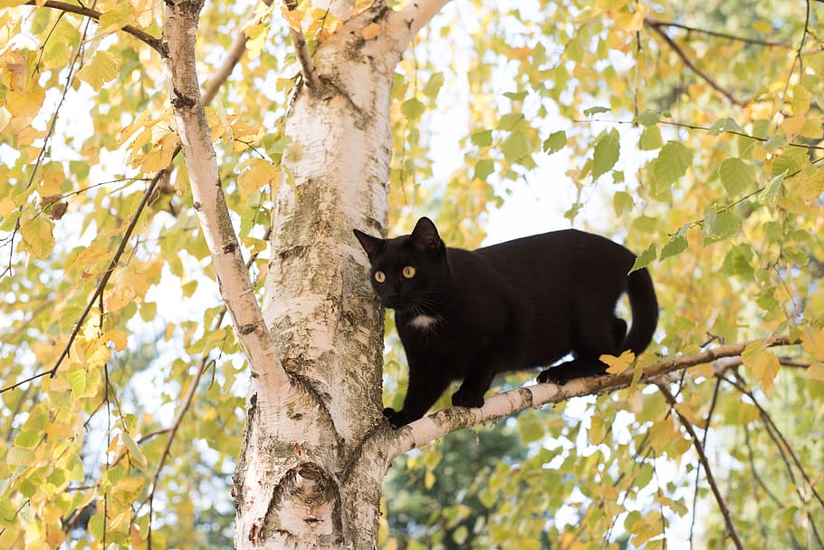 kitten, cat, black cat, wood, nature, outdoors, animal, he is climbing up a tree, party, tree