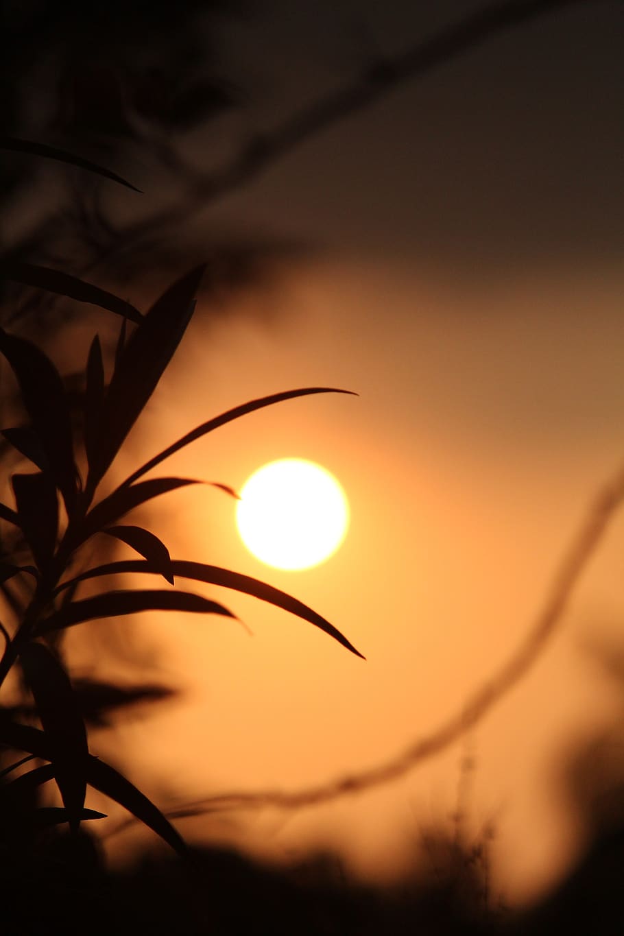 kerala, india, evening, sun, plant, leaf, silhouette, natural, colorful, outdoor