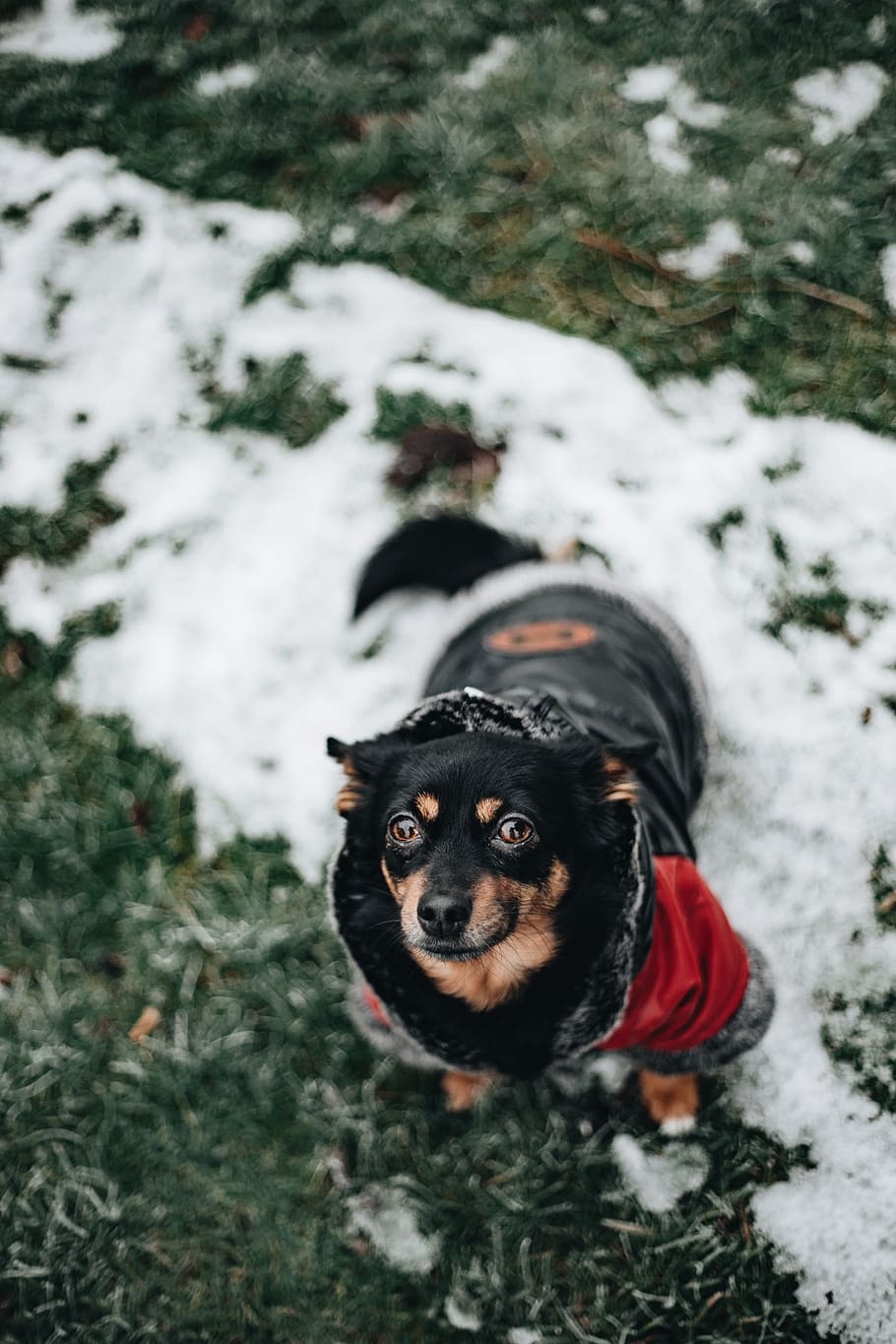 small, dog, warm, jacket, pet, animal, cute, puppy, winter, cold