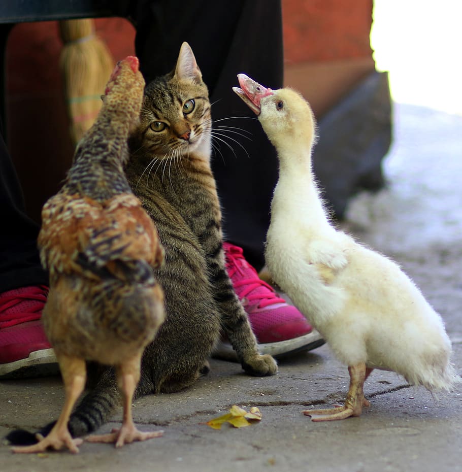 cat, rate, chicken, friends, pet, food, cute, domestic animals, mammal, domestic